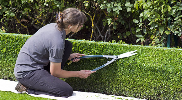 pruning and care watering tips for trees and landscapes