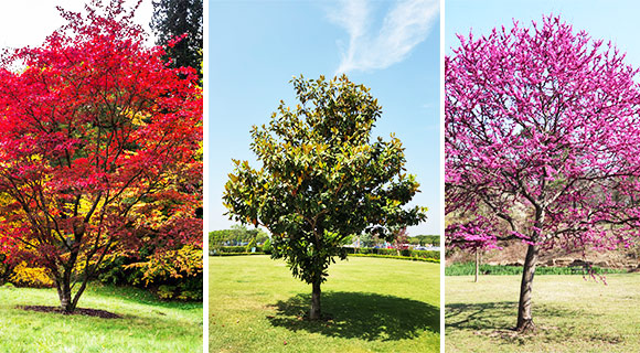 3 small understory tree species for roswell ga compact properties