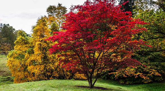 3 small tree species for roswell ga compact properties Japanese maple