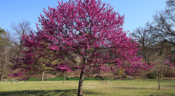 3 small tree species for roswell ga compact properties eastern redbud