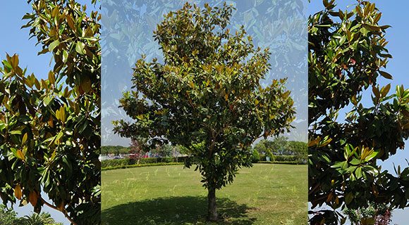 3 small tree species for roswell ga compact properties southern magnnolia