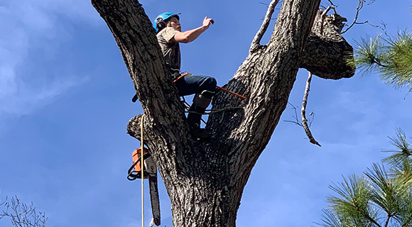 arborist services requirements for landscape soil