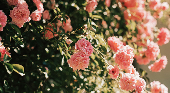 care for landscape soil