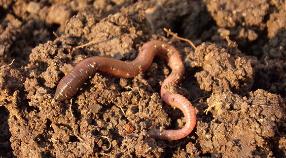 earthworm requirements for landscape soil