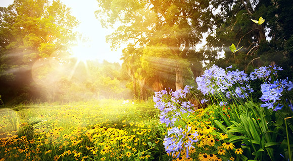 requirements for vibrant summer landscape soil