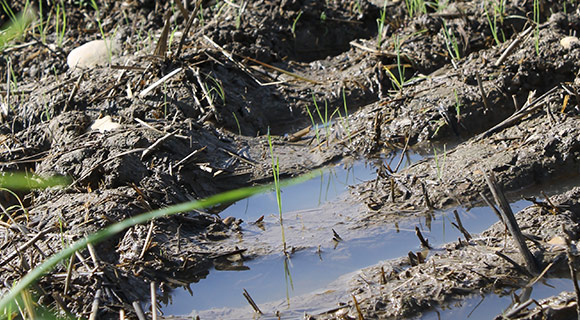repairing high traffic muddy spots on your landscape