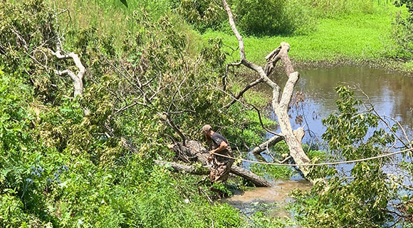 repairing muddy spots on your landscape call an arborist