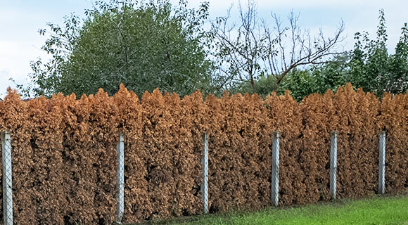 diseased and dying best privacy hedges roswell georgia