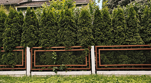 Best Hedges for Privacy in Roswell,&nbsp;Georgia