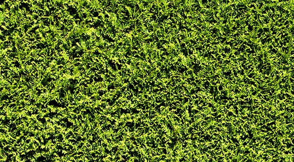 thuja green giant best privacy hedges roswell georgia