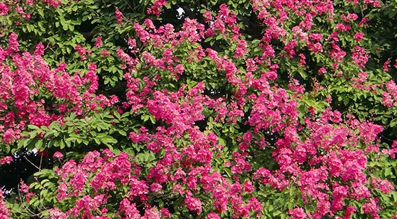 wax myrtle best privacy hedges roswell georgia