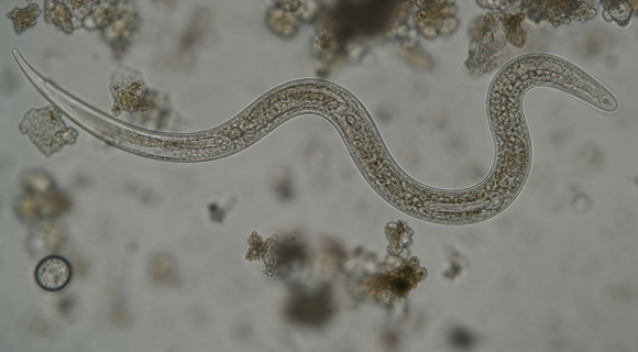 soil biodiversity worms microscopic nematodes