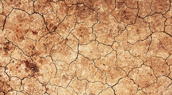 soil biodiversity worms nematodes dry soil