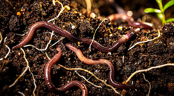 soil biodiversity earthworms nematodes