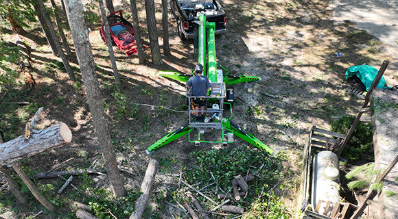 soil biodiversity worms nematodes tree removal
