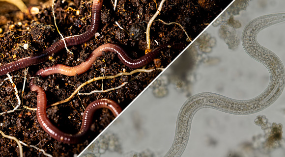 healthy soil biodiversity worms nematodes